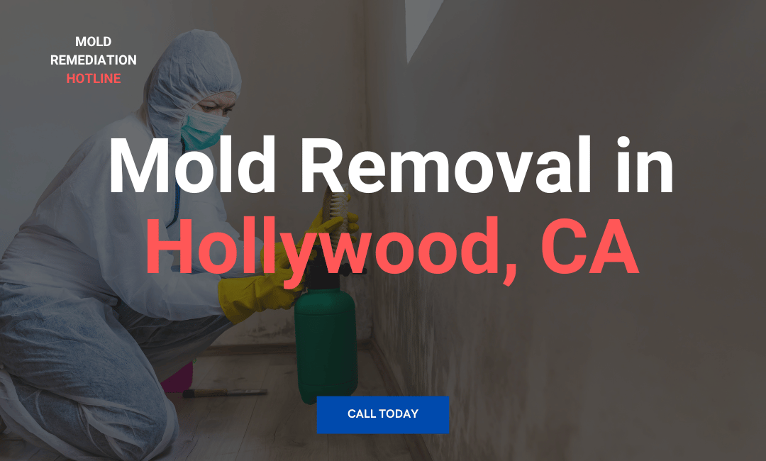 Mold Removal in Hollywood, CA