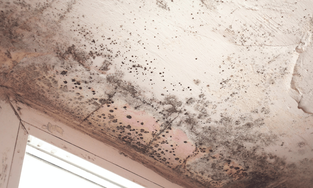 from inspection of mold to prevention