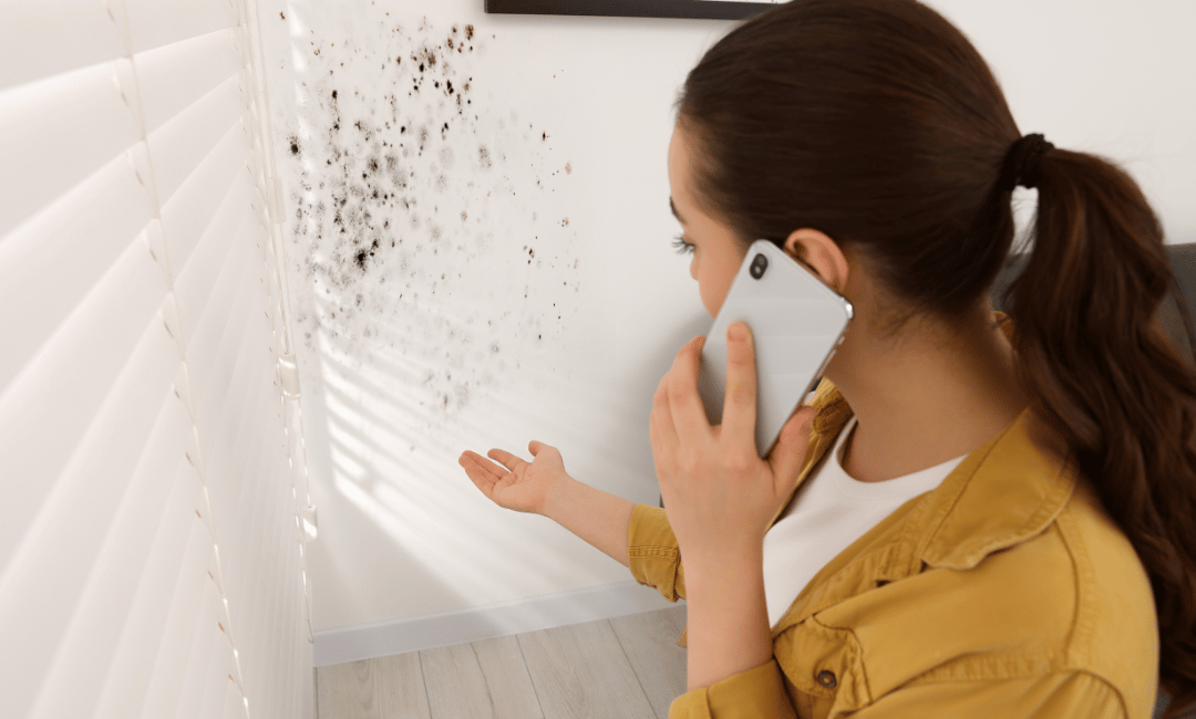 mold removal critical alert in hollywood ca