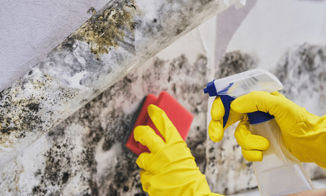 quick mold removal intervention in hollywood ca