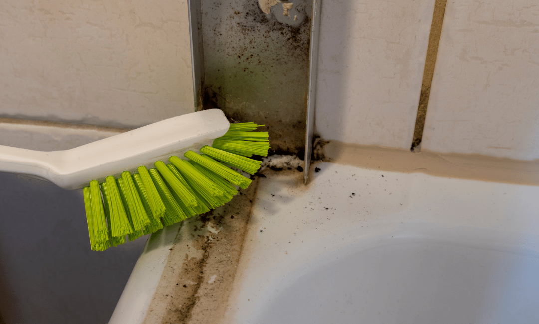 our mold removal process