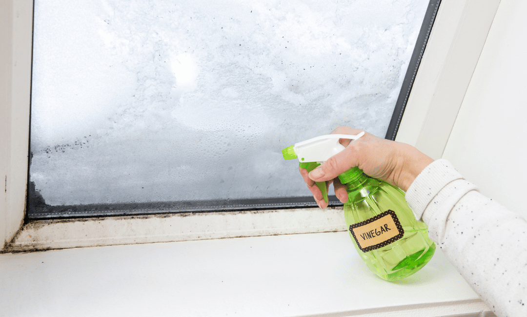 why mold removal is not a diy task