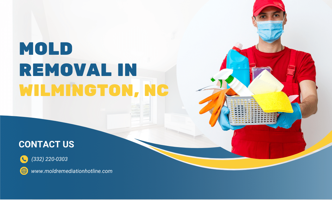mold removal in Wilmington_ NC