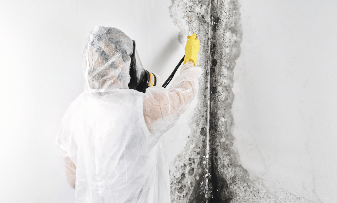 professional mold removal in toledo 