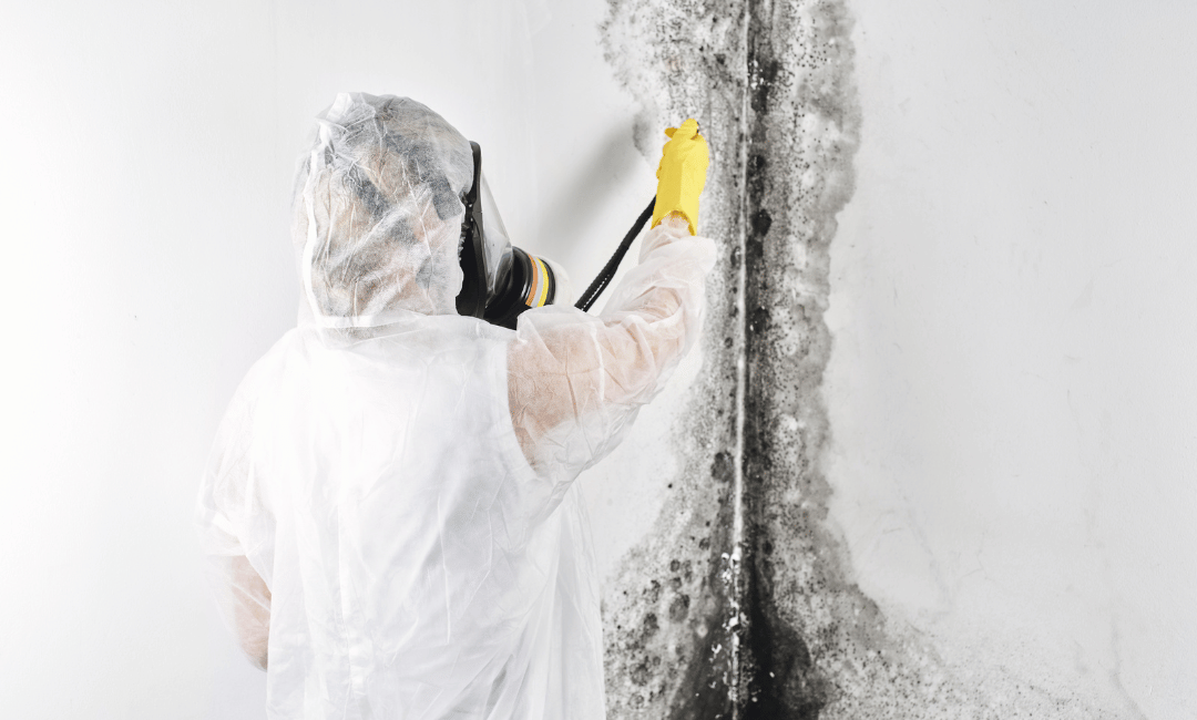 professional mold removal in toledo