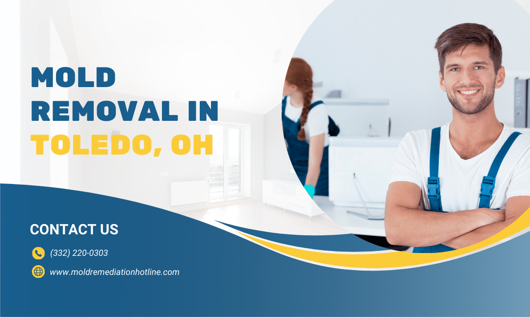mold removal in toledo
