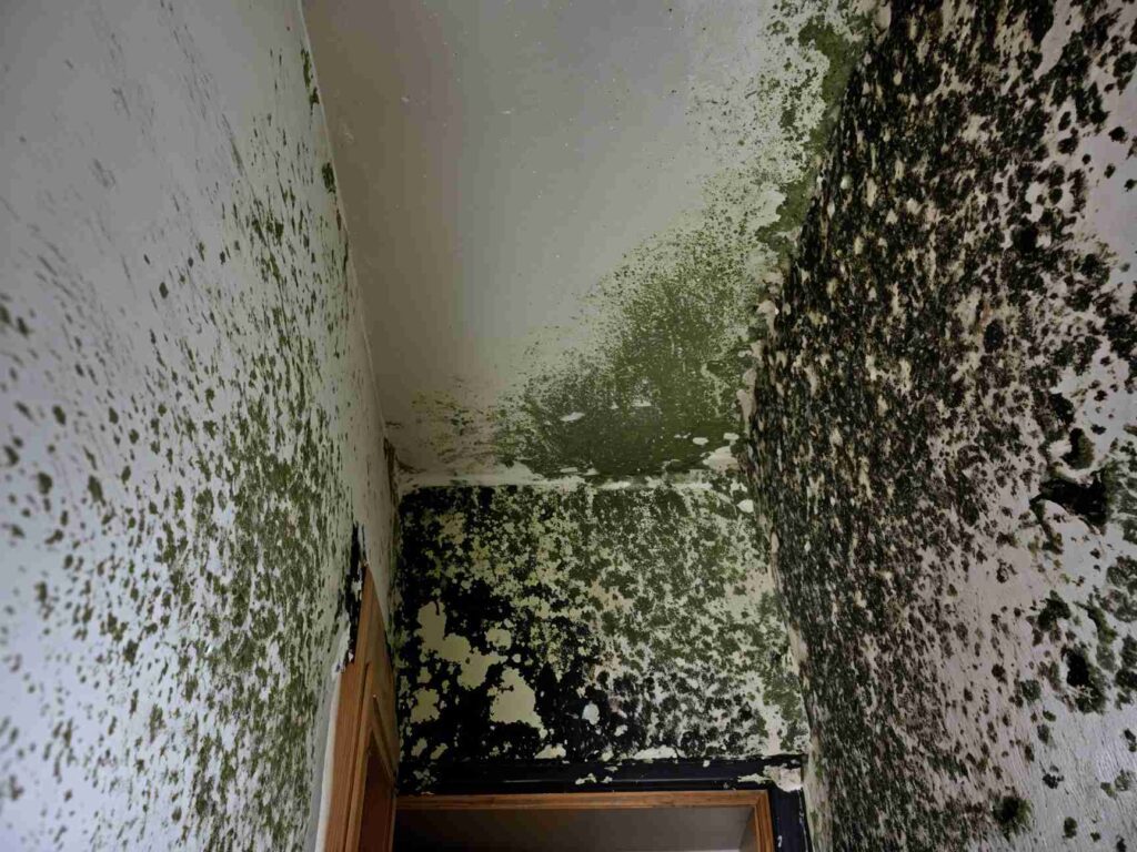 mold damage on walls