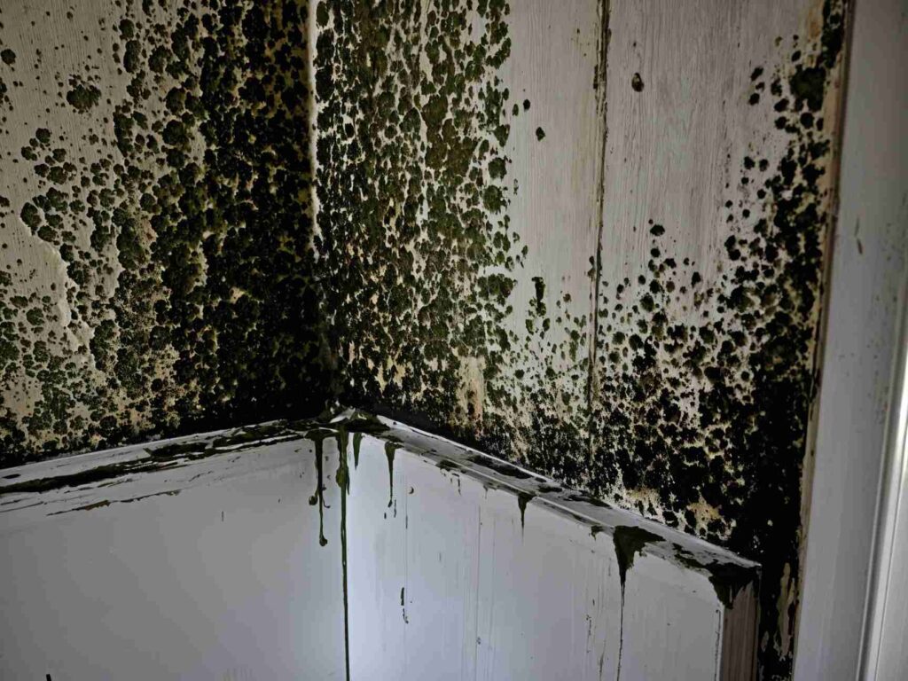 mold growth
