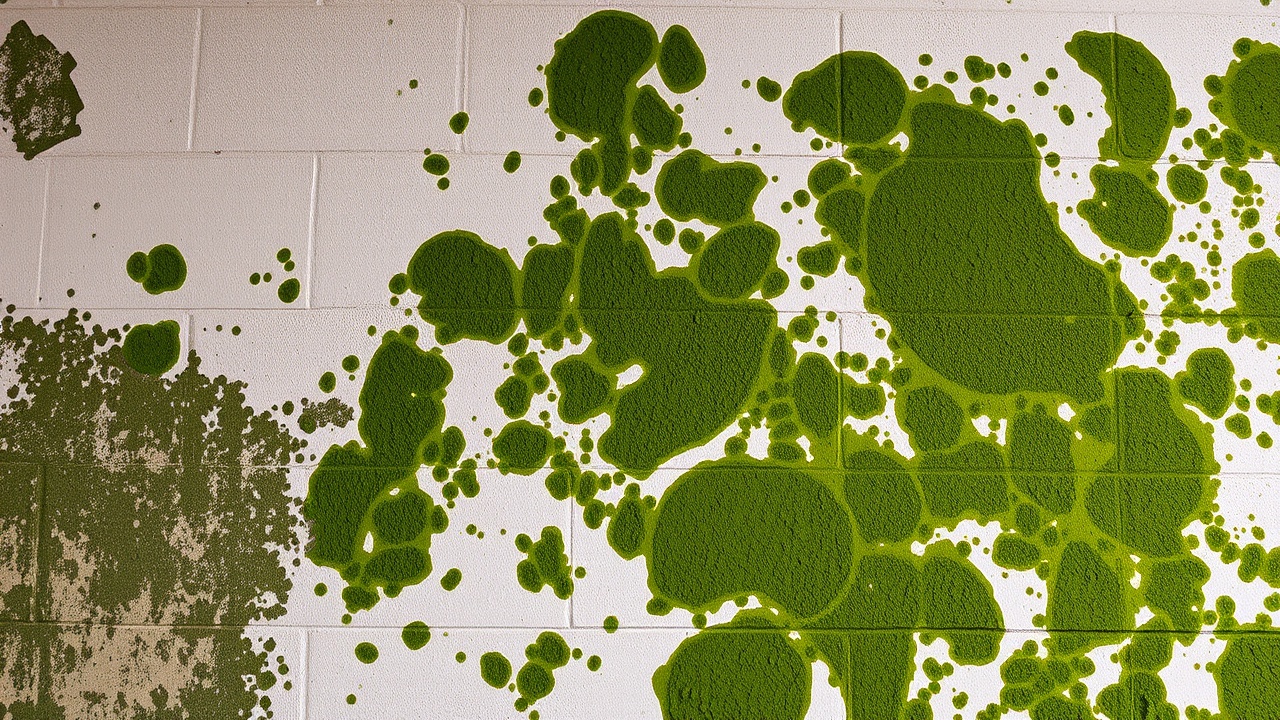 mold after flood damage