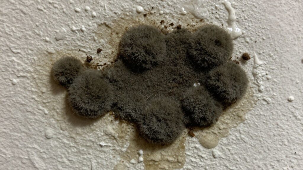 Mold growth on a damp wall