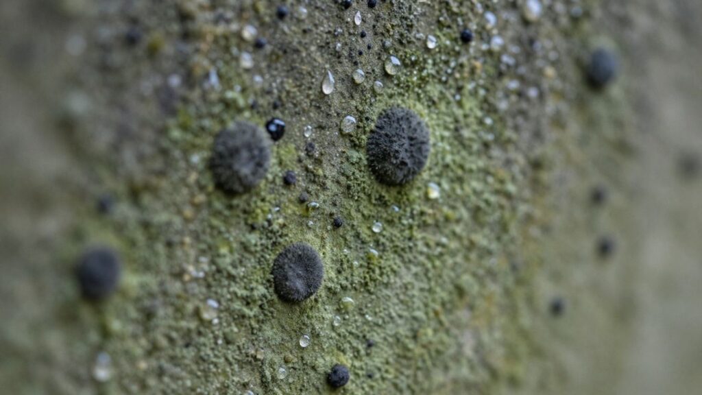 Mold growth on a wall with water droplets.