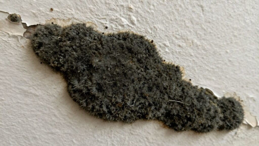 Black mold growing on a damaged wall.