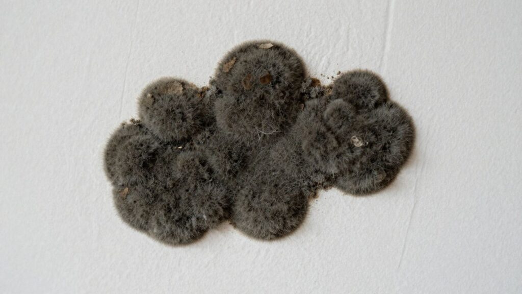 Mold growth on a home wall